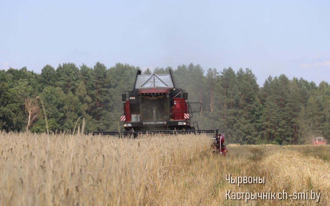 УРОЖАЙ-2024. ОАО «ЛОМОВИЧИ»: В ФОРМАТЕ «ПЯТЬ НА ПЯТЬ»