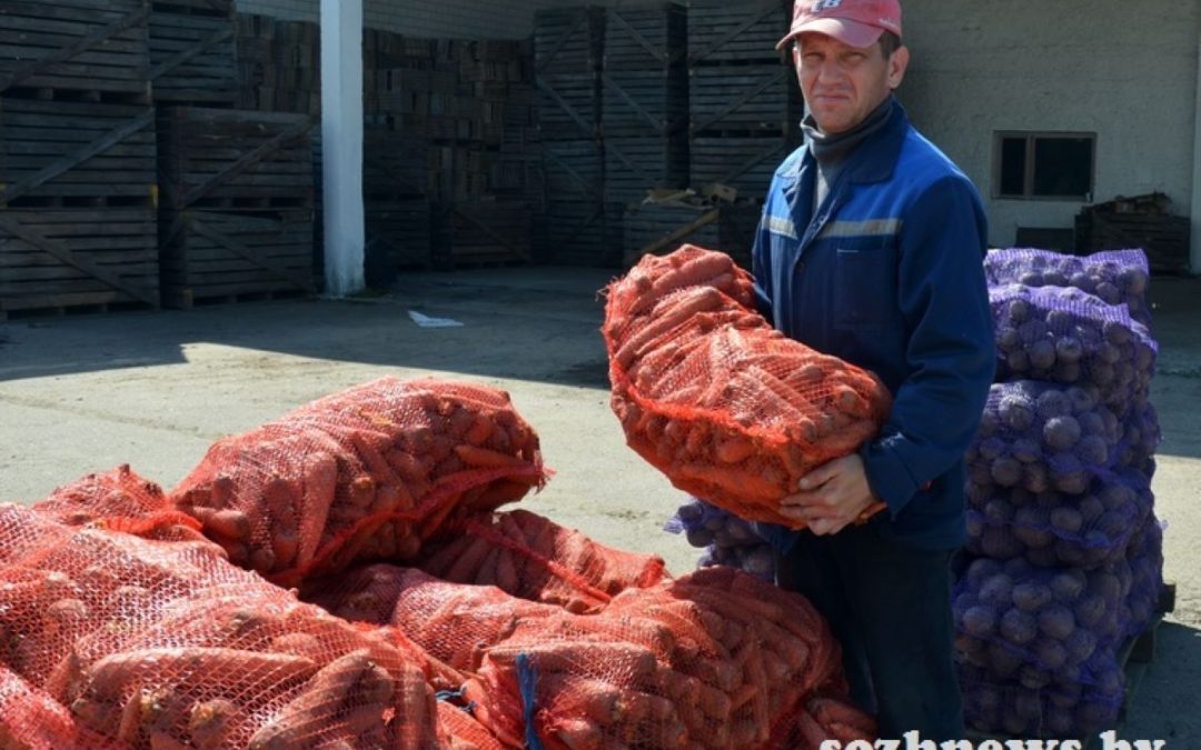 ЖУРНАЛИСТ «МАЯКА» ПОБЫВАЛА В ОВОЩЕХРАНИЛИЩЕ КСУП «ТЕПЛИЧНОЕ»