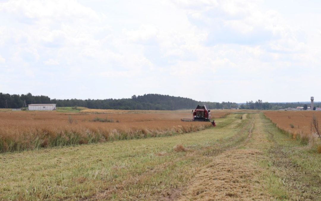 «ЧЕРНОЕ ЗОЛОТО» ПОЛЕЙ