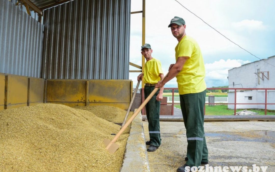 В ГОМЕЛЬСКОМ РАЙОНЕ ПРОДОЛЖАЕТСЯ УБОРКА ОЗИМОГО ЯЧМЕНЯ: ЗЕРНОСУШИЛЬНЫЙ КОМПЛЕКС «РАССВЕТ» РАБОТАЕТ НА ПОЛНУЮ МОЩНОСТЬ