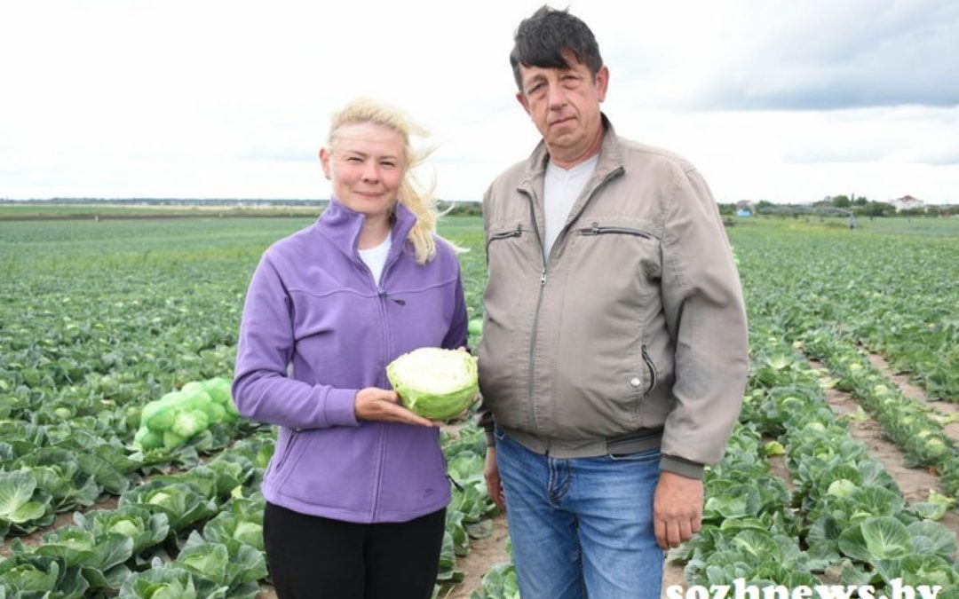 ВЫРОСЛА КАПУСТА! В КСУП «БРИЛЕВО» ПОСПЕЛ НОВЫЙ УРОЖАЙ