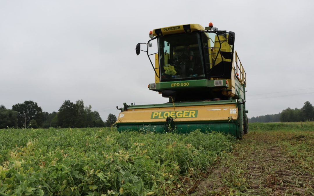 ВКУС ЛЕТА В КАЖДОЙ БАНКЕ. НА МОЗЫРЩИНЕ ГОРОШЕК НАЧАЛИ ВЫРАЩИВАТЬ 4 ГОДА НАЗАД, КОГДА К ЭКСПЕРИМЕНТАЛЬНОЙ БАЗЕ «КРИНИЧНАЯ» ПРИСОЕДИНИЛИ ЕЛЬСКИЙ КОНСЕРВНЫЙ ЗАВОД В КАЧЕСТВЕ СТРУКТУРНОГО ПОДРАЗДЕЛЕНИЯ
