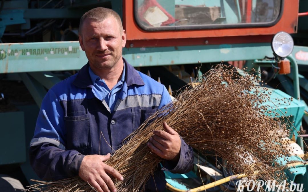 ЛЬНОВОДЫ КОРМЯНЩИНЫ АКТИВНО УБИРАЮТ «БЕЛОРУССКОЕ ЗОЛОТО»