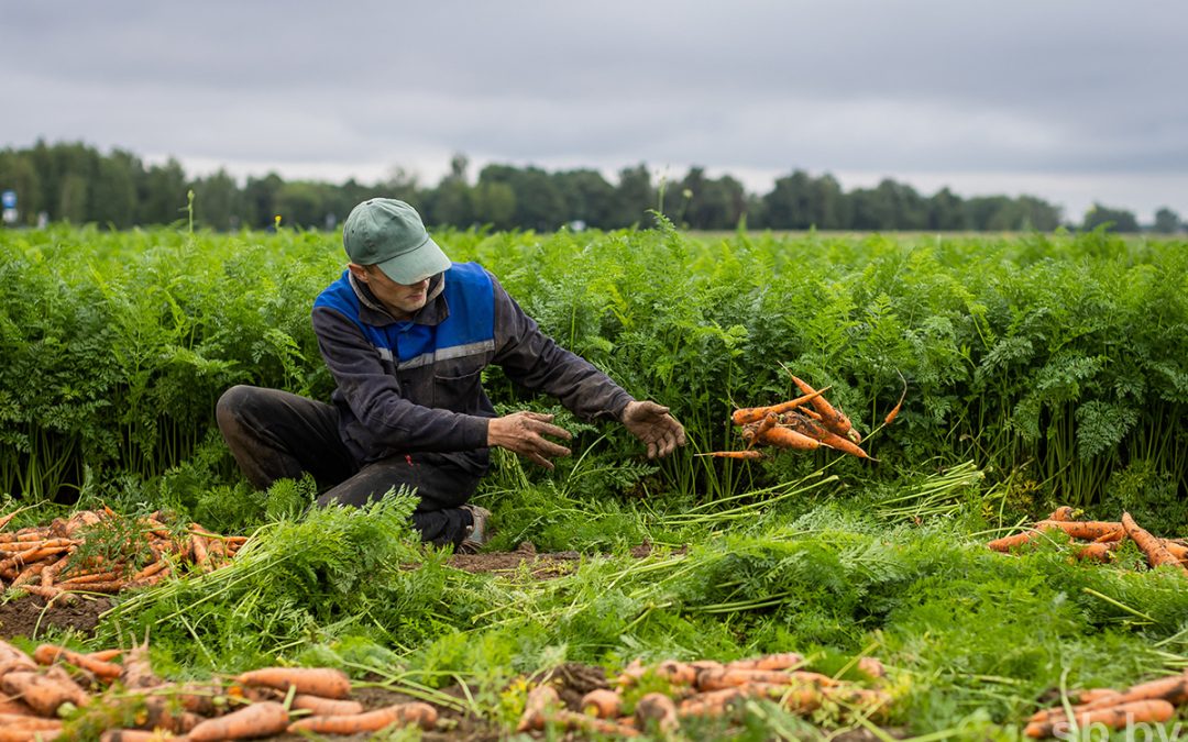 ДО МАССОВОГО СБОРА ОВОЩЕЙ ЕЩЕ НЕ ОДНА НЕДЕЛЯ, НО В «ТЕПЛИЧНОМ» УЖЕ ПРОГНОЗИРУЮТ НЕПЛОХОЙ УРОЖАЙ