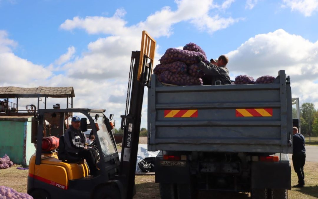 ЗОЛОТЫЕ КЛУБНИ. НА МОЗЫРЩИНЕ МАССОВО ИДЕТ УБОРКА КАРТОФЕЛЯ