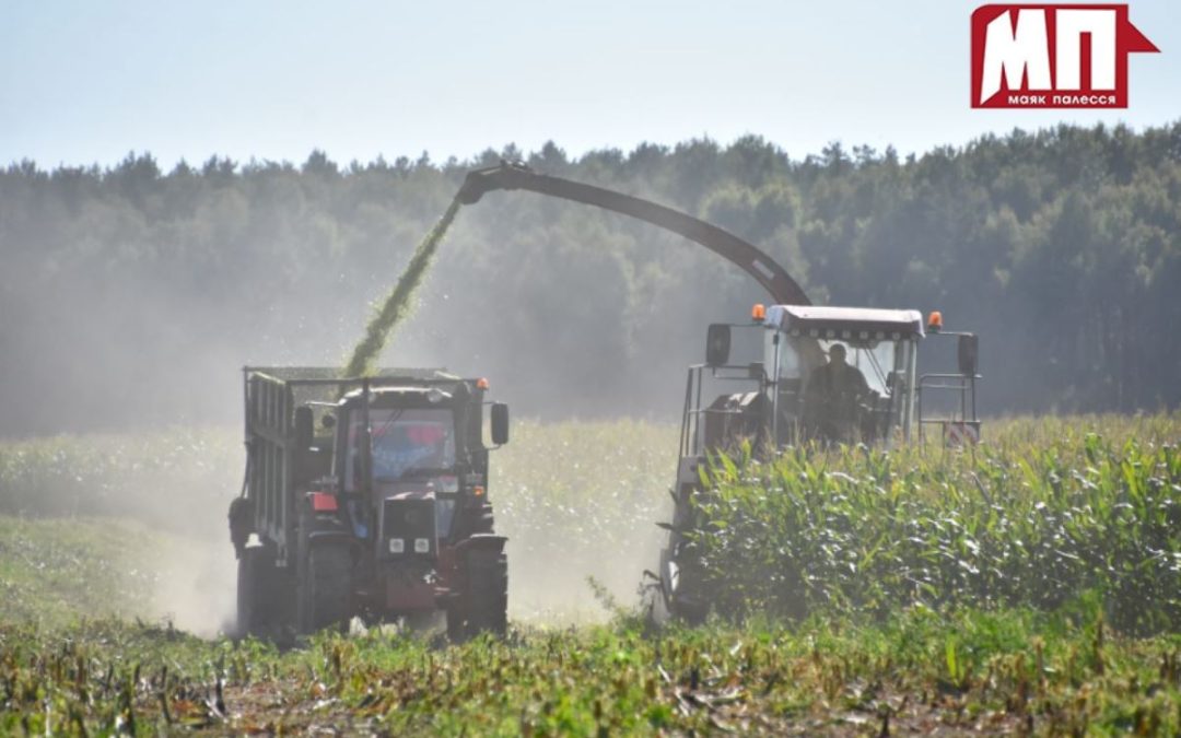 ОТ ПОЧАТКА ДО СИЛОСА. КАК В ОАО «БРАГИНАГРОСЕРВИС» ВЕДУТСЯ РАБОТЫ ПО ЗАГОТОВКЕ КУКУРУЗЫ НА КОРМ
