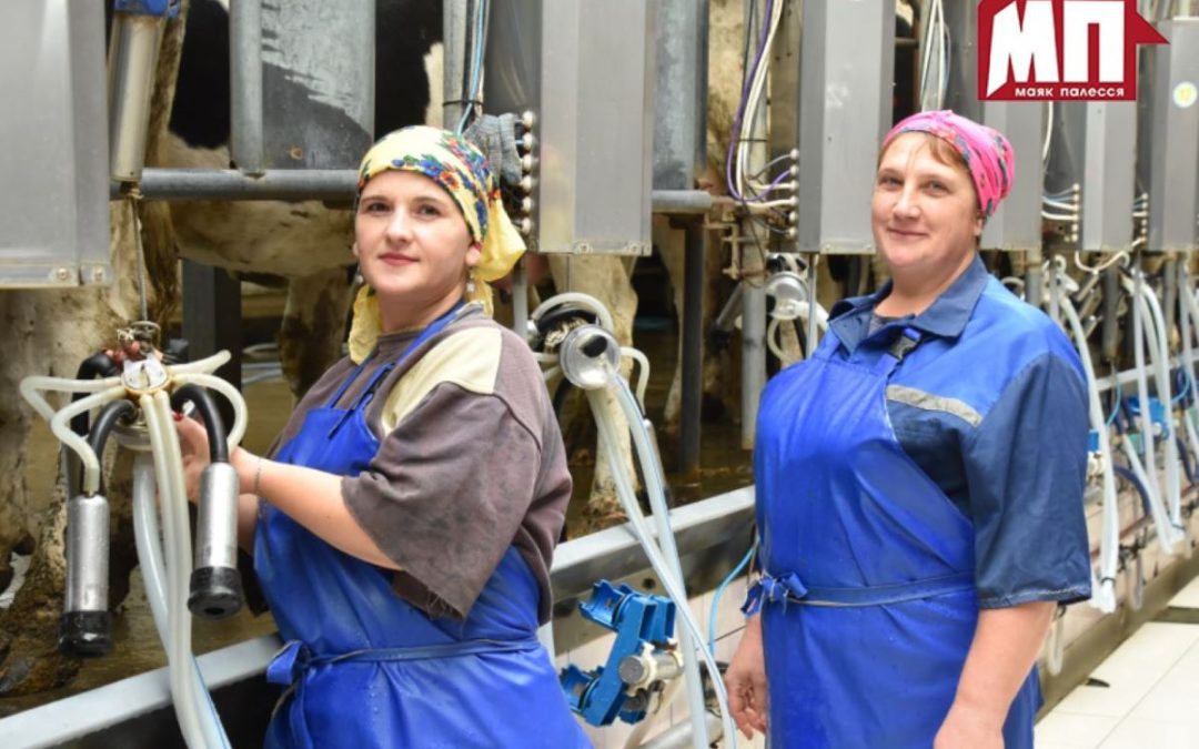 ПОД КРЫШУ И НА ЗИМНИЙ РАЦИОН! КАК НАЧАЛСЯ ЗИМНЕ-СТОЙЛОВЫЙ ПЕРИОД В ОАО «ПЕРАМОЖНІК»