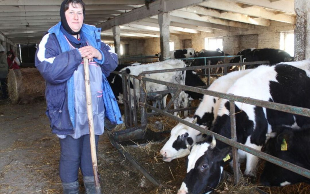 ОПЕРАТОР ПО ДОРАЩИВАНИЮ КРС ИЗ «БОРЩОВСКОГО»  ДОБРУШСКОГО РАЙОНА ПРОДОЛЖИЛА ДЕЛО МАТЕРИ И РАБОТАЕТ НА ФЕРМЕ, КУДА БЕГАЛА ЕЩЕ ДЕВЧОНКОЙ