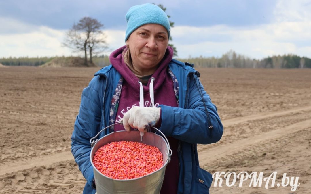 АГРАРИИ КОРМЯНЩИНЫ АКТИВНО СЕЮТ ЦАРИЦУ ПОЛЕЙ — КУКУРУЗУ