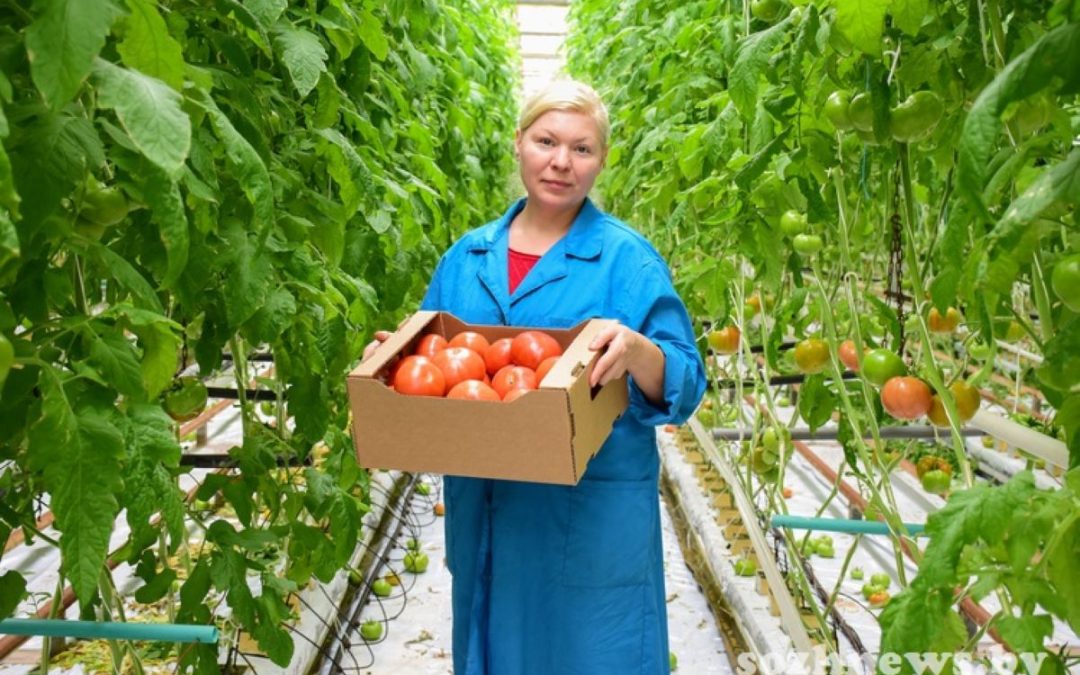 РАБОТА В ТЕПЛИЦАХ: СЕЗОН СБОРА ТОМАТОВ И ОГУРЦОВ В КСУП «ТЕПЛИЧНОЕ»