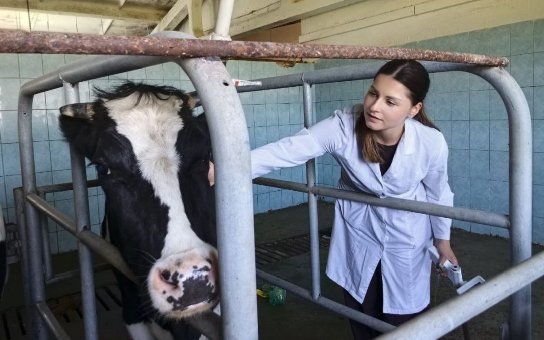 ВАЖНЫЕ ЛЮДИ В ЖИВОТНОВОДСТВЕ. БУДУТ ТЕЛЯТА – БУДЕТ И ПРОДУКЦИЯ