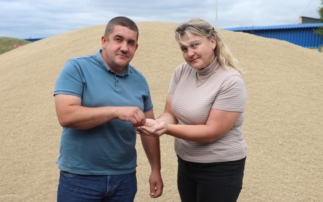ОТ ПОЛЯ ДО ЭЛИТНЫХ СЕМЯХ. КАК НАЛАЖЕН ПРОЦЕСС ДОРАБОТКИ ЗЕРНАНА ГП «ЭКСПЕРИМЕНТАЛЬНАЯ БАЗА КРИНИЧНАЯ»